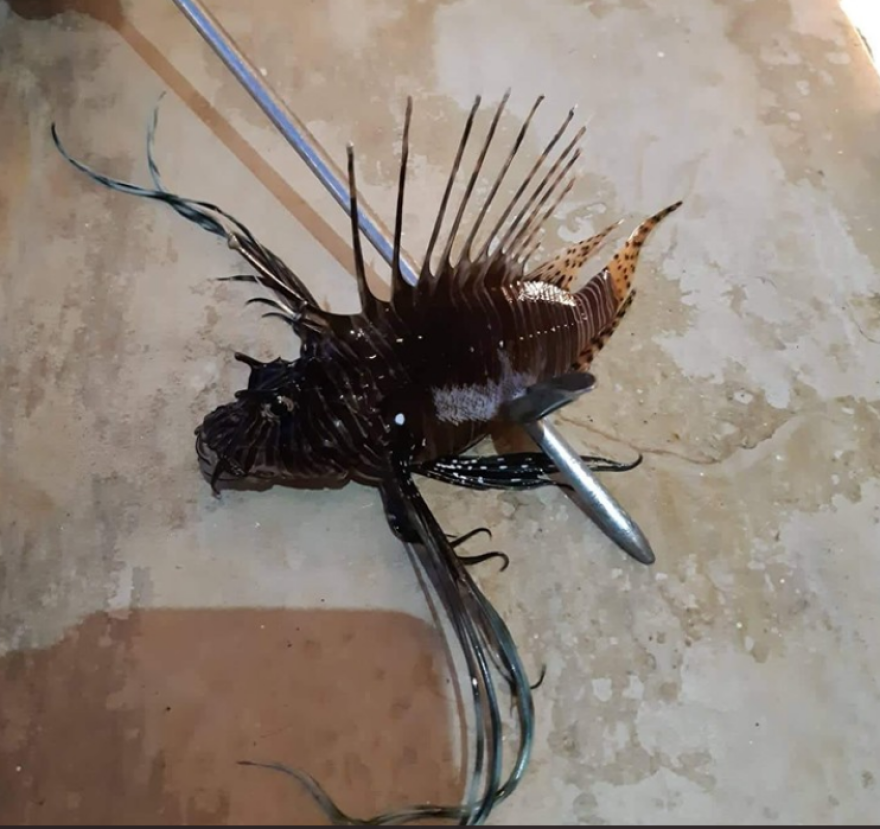 Λεοντόψαρο: Το δηλητηριώδες ψάρι στα ελληνικά νερά - Πού έχει εντοπιστεί μέχρι σήμερα