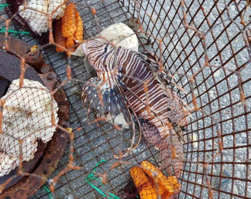 Λεοντόψαρο: Το δηλητηριώδες ψάρι στα ελληνικά νερά - Πού έχει εντοπιστεί μέχρι σήμερα