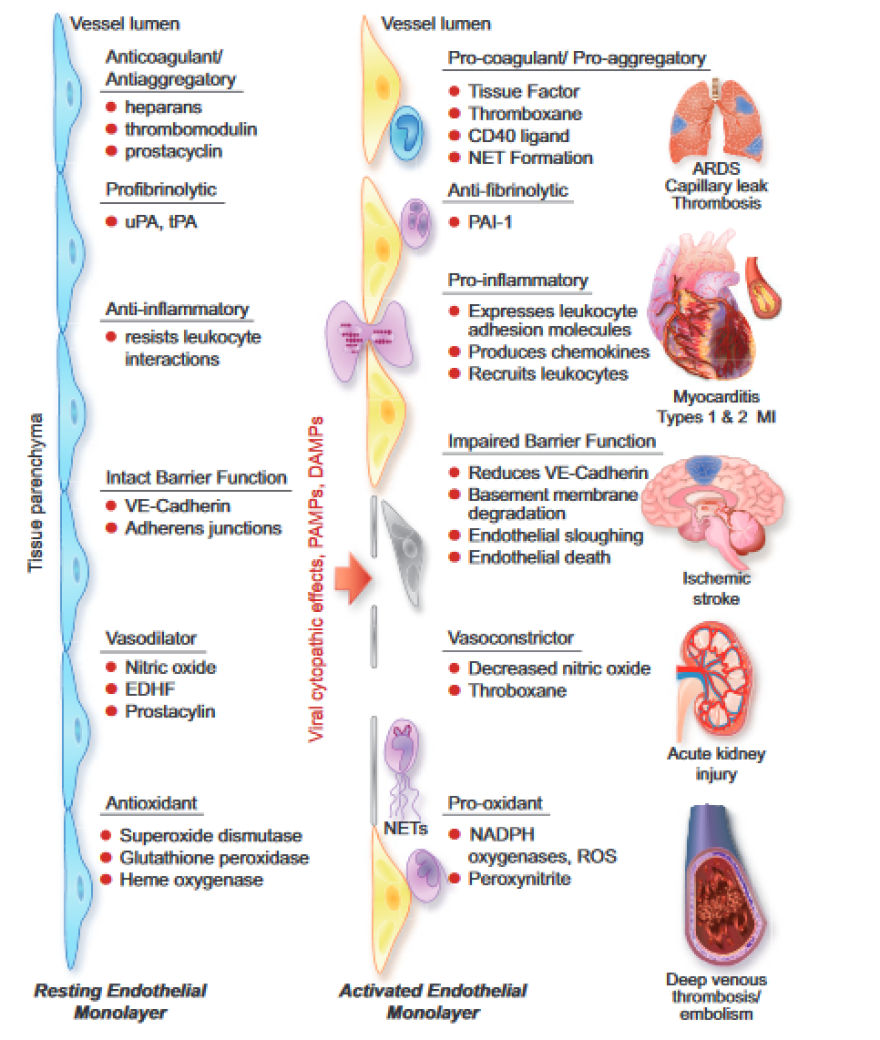 Ο κορωνοϊός «σαρώνει» και όλα τα αγγεία - Δείτε γράφημα