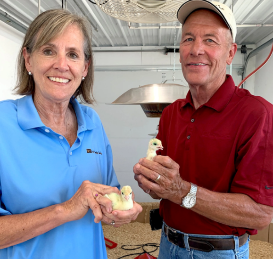 Δείτε βίντεο: Στο ξενοδοχείο οι γαλοπούλες των Ευχαριστιών - «Τρέχει» η ψηφοφορία για το ποια θα πάρει χάρη