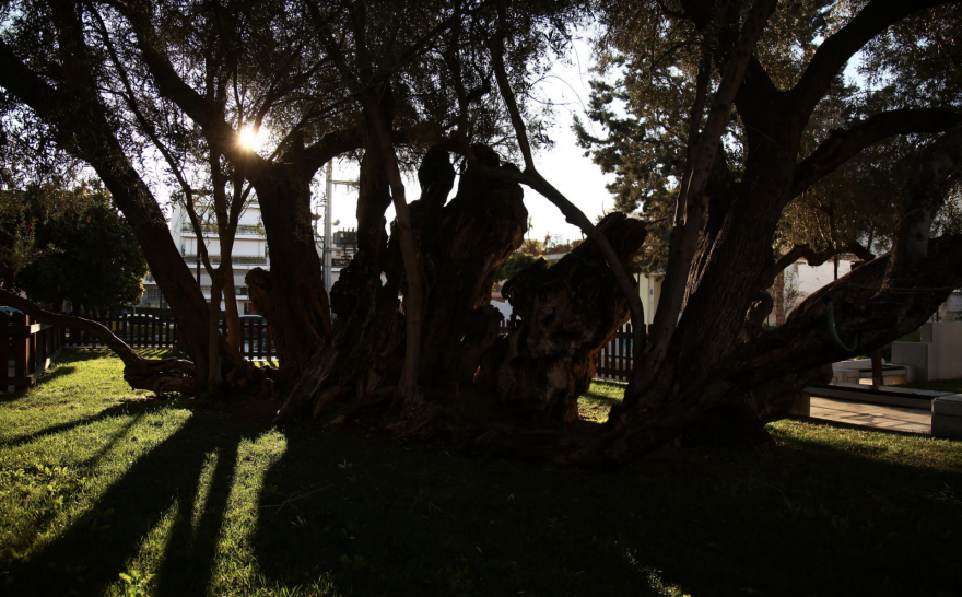 Φωτογραφίες: Στους Αγίους Αναργύρους η αρχαιότερη ελιά της Ελλάδας 