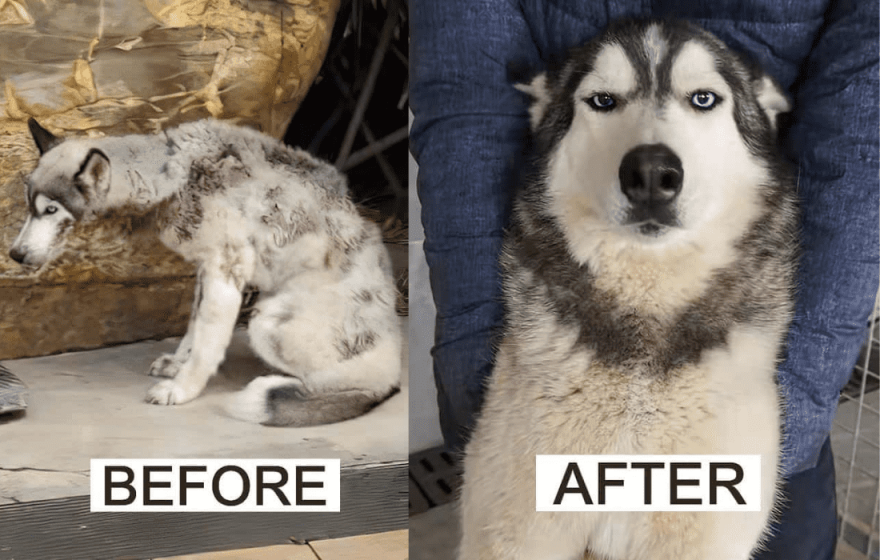 Το 8χρονο αγόρι που κάνει ποδήλατο για να σώσει σκύλους