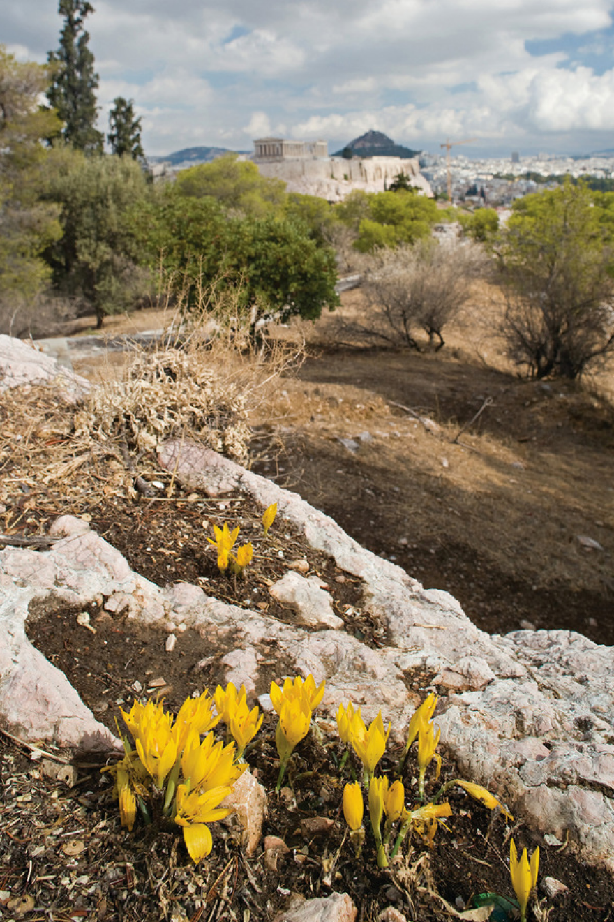 Ακρόπολη: Τα σπάνια λουλούδια και φυτά της