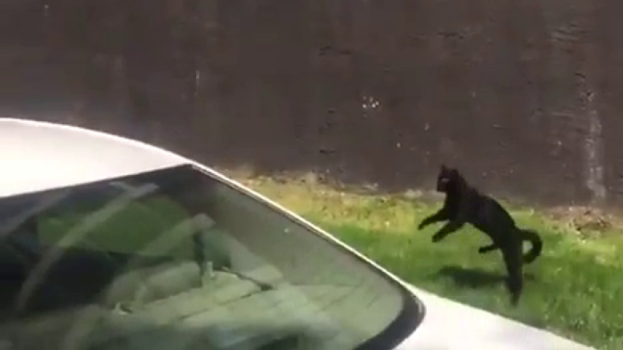 Σικάγο: Εφτάψυχη γάτα πηδάει από τον 5ο όροφο φλεγόμενου κτιρίου και φεύγει... κυρία - Δείτε βίντεο