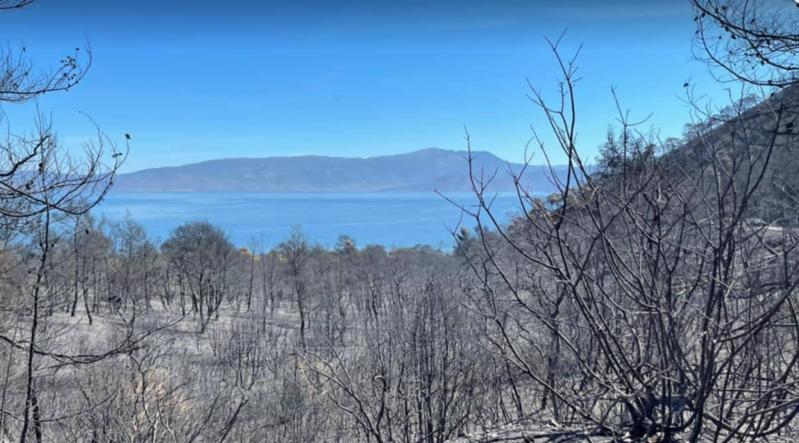 Φωτιά σε Σχίνο- Μέγαρα - Στέλιος Πέτσας: Πακέτο μέτρων για τη στήριξη των πυρόπληκτων