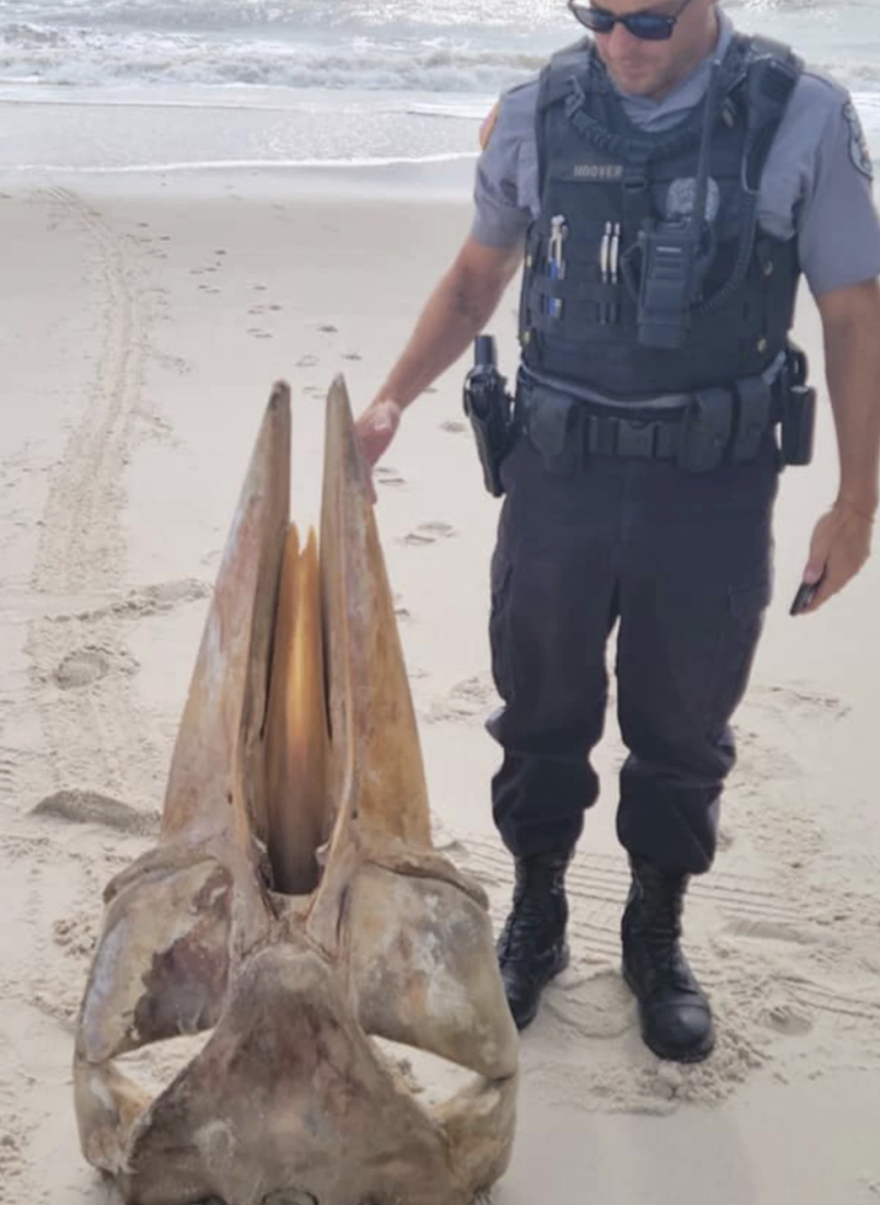 Νιού Τζέρσεϊ: Λύθηκε το μυστήριο με το τεράστιο κρανίο που βρέθηκε σε παραλία - Φωτογραφίες