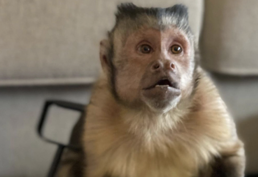 Πένθος στο TikTok:  Δημοφιλής  μαϊμού με 17.000.000  ακολούθους πέθανε σε επίσκεψη στον κτηνίατρο