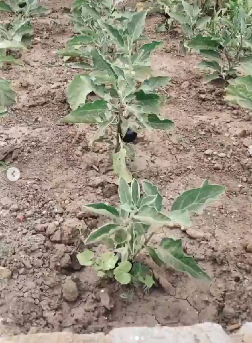 Η Κέιτ Χάντσον μας δείχνει τον... ελληνικό της κήπο - Βίντεο και φωτογραφίες