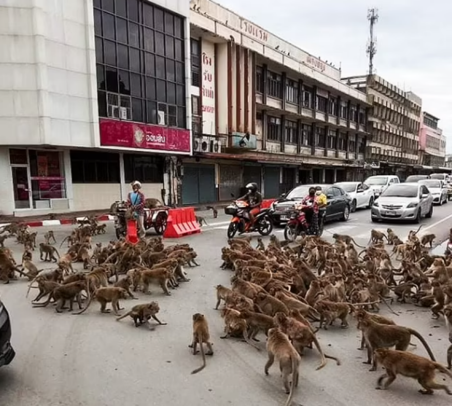 Ταϊλάνδη: «Συμμορίες» μαϊμούδων... λύνουν τις διαφορές τους στο κέντρο της πόλης - Δείτε βίντεο