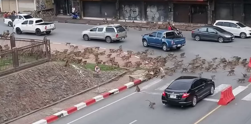 Ταϊλάνδη: «Συμμορίες» μαϊμούδων... λύνουν τις διαφορές τους στο κέντρο της πόλης - Δείτε βίντεο