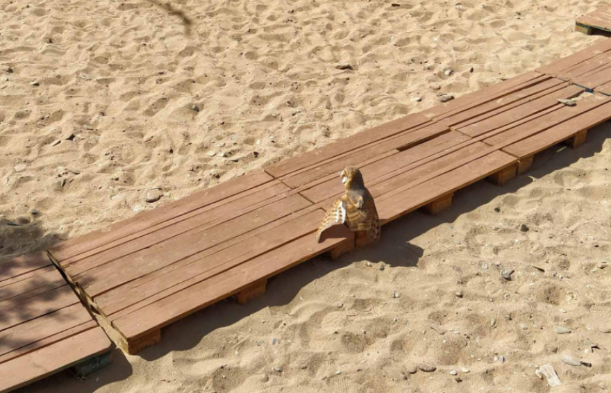 Άνδρος: Κουκουβάγια εγκλωβίστηκε σε beach bar - Πώς απομακρύνθηκε το άγριο πτηνό (φωτογραφίες)