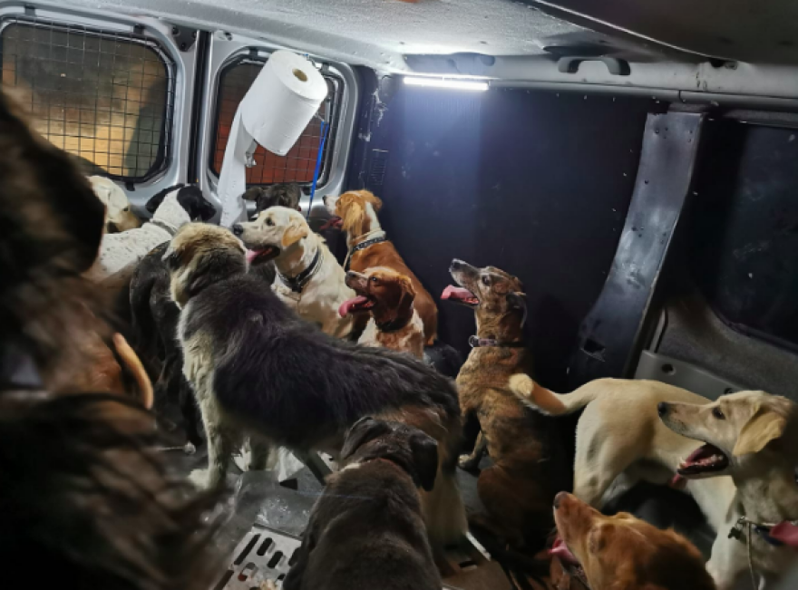 Φωτιά στη Βαρυμπόμπη: Καταγγελίες για πανσιόν σκύλων στο Κρυονέρι - Την εκκένωσαν εθελοντές