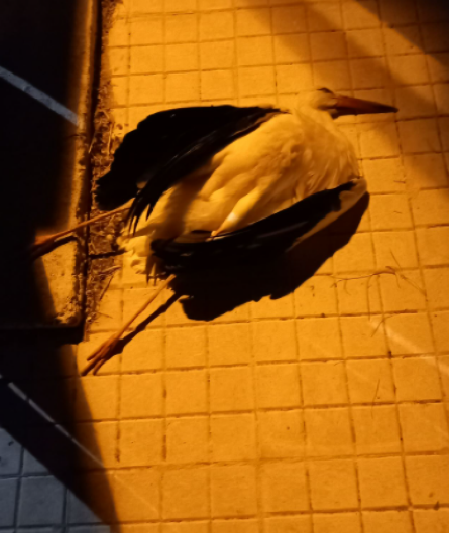 Φωτιά στην Αττική: Οι καπνοί προκάλεσαν εμμέσως τον θάνατο δεκάδων πελαργών - Δείτε φωτογραφίες και βίντεο