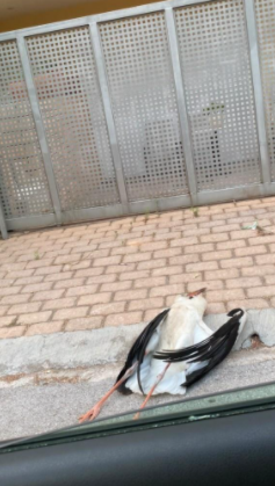 Φωτιά στην Αττική: Οι καπνοί προκάλεσαν εμμέσως τον θάνατο δεκάδων πελαργών - Δείτε φωτογραφίες και βίντεο