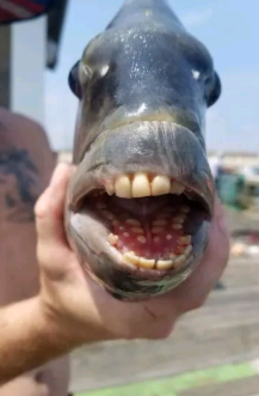 ΗΠΑ: Έπιασαν ψάρι με... ανθρώπινα δόντια στη Βόρεια Καρολίνα - Φωτογραφίες