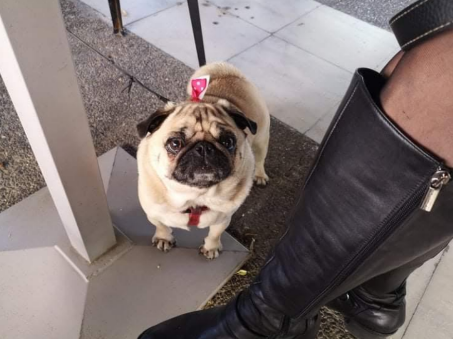 Χάθηκε σκυλάκι ράτσας Παγκ στην Καλλιθέα