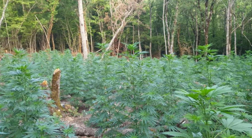 Κόνιτσα: Αναγνώρισαν τον καλλιεργητή χασισοφυτείας με το Καλάσνικοφ