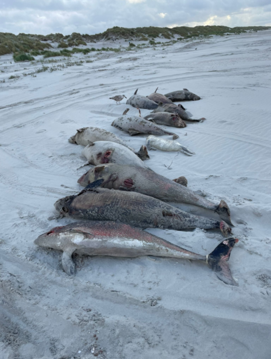 Τραγωδία στην Ολλανδία: Δεκάδες φώκιες ξεβράστηκαν νεκρές - Έρευνα για τα αίτια θανάτου