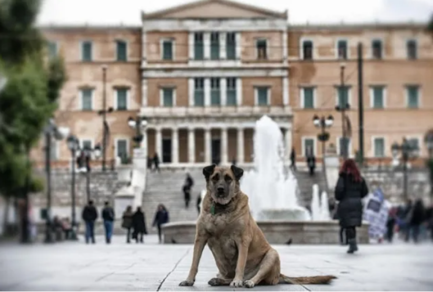 Νομοσχέδιο για ζώα συντροφιάς: Χρηματοδότηση των δήμων με 40 εκατ. ευρώ - Τι αλλάζει, τι προβλέπει