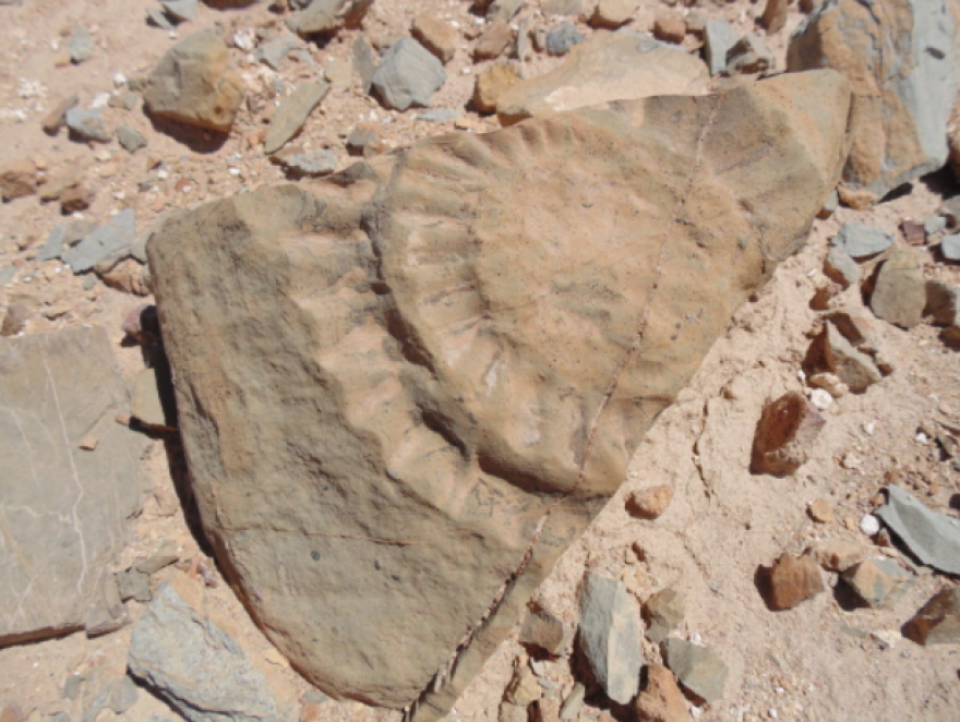 Χιλή: Τα απολιθωμένα λείψανα ενός πτερόσαυρου ανακαλύφθηκαν στην έρημο Ατακάμα - Δείτε φωτογραφίες