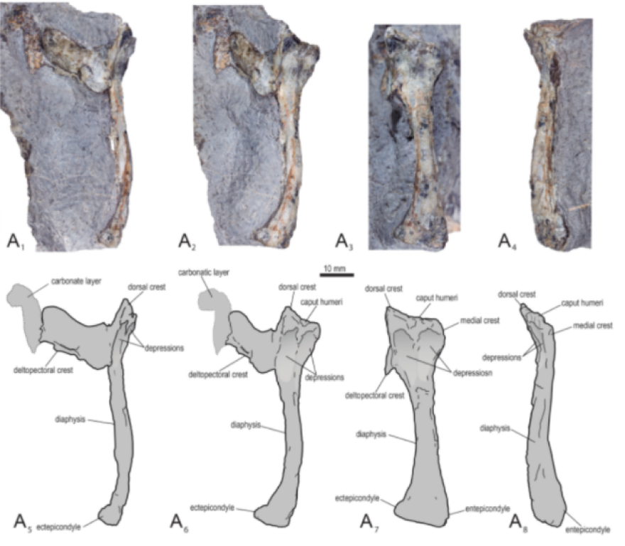 Χιλή: Τα απολιθωμένα λείψανα ενός πτερόσαυρου ανακαλύφθηκαν στην έρημο Ατακάμα - Δείτε φωτογραφίες