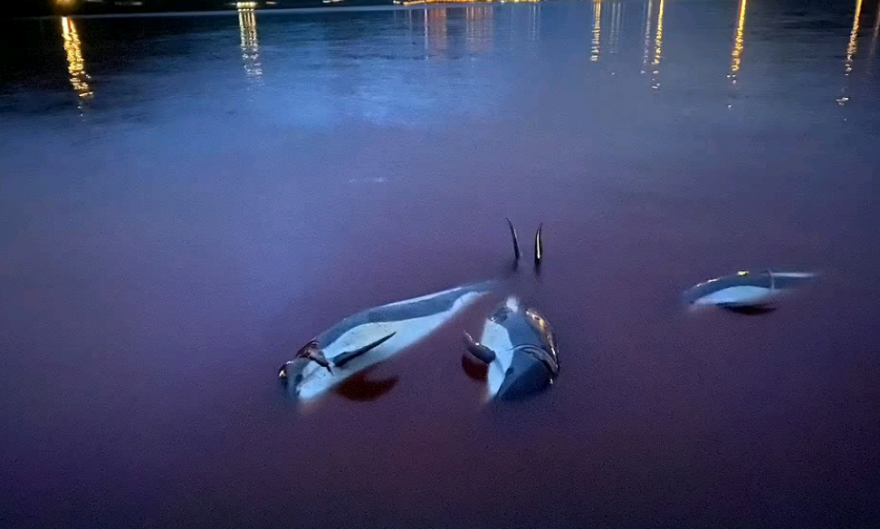 Η θάλασσα βάφτηκε κόκκινη: Σκότωσαν 1.428 δελφίνια «για το έθιμο»  στα Νησιά Φερόε - Σκληρές εικόνες και βίντεο