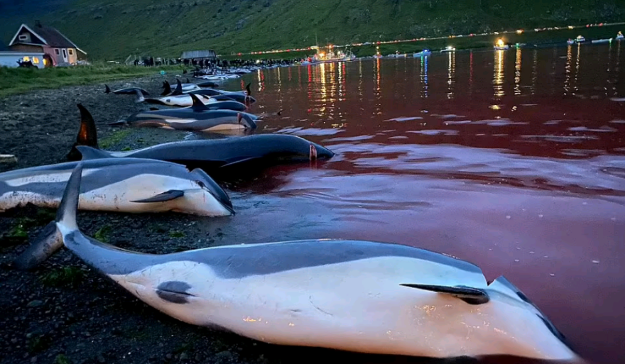 Η θάλασσα βάφτηκε κόκκινη: Σκότωσαν 1.428 δελφίνια «για το έθιμο»  στα Νησιά Φερόε - Σκληρές εικόνες και βίντεο