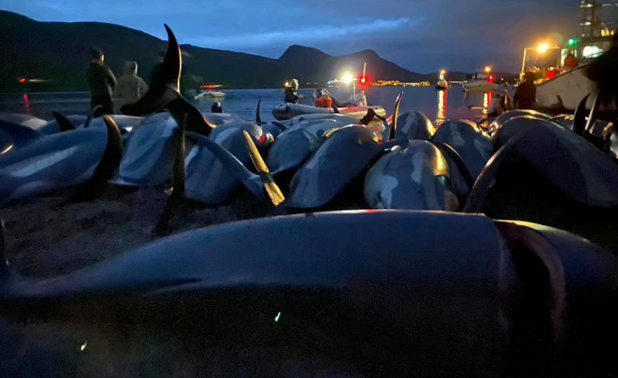 Η θάλασσα βάφτηκε κόκκινη: Σκότωσαν 1.428 δελφίνια «για το έθιμο»  στα Νησιά Φερόε - Σκληρές εικόνες και βίντεο