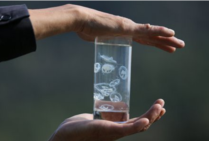 Ιωάννινα: Μέδουσα… Κίνας στη λίμνη Ζαραβίνα