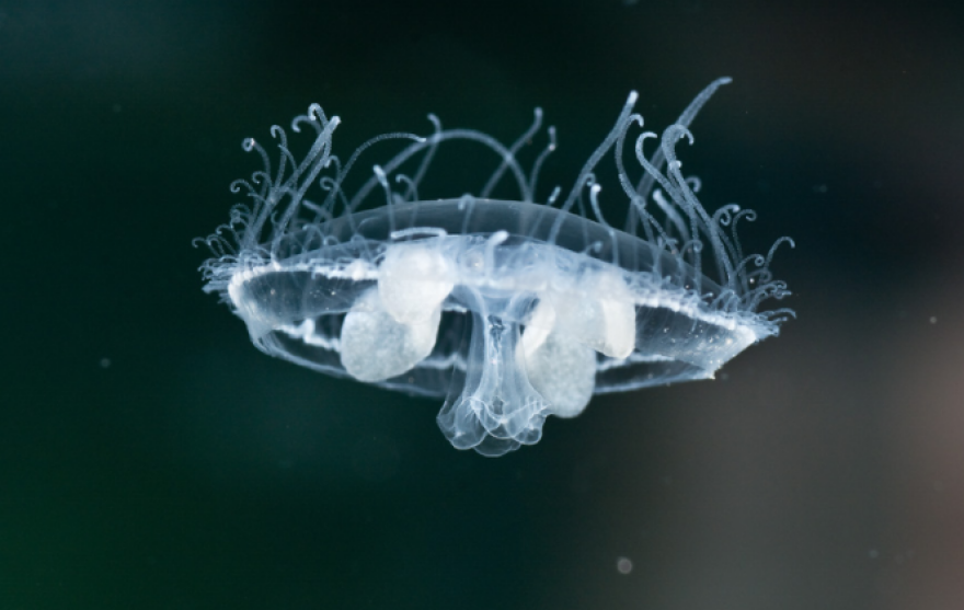 Ιωάννινα: Μέδουσα… Κίνας στη λίμνη Ζαραβίνα