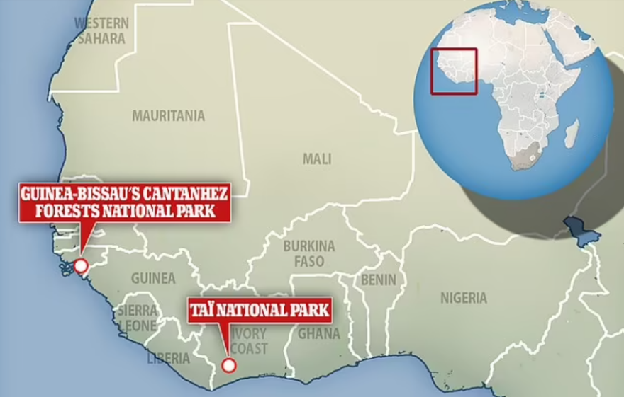 Αφρική: Κρούσματα λέπρας για πρώτη φορά σε άγριους χιμπατζήδες - Δείτε φωτογραφίες