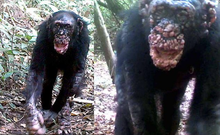 Αφρική: Κρούσματα λέπρας για πρώτη φορά σε άγριους χιμπατζήδες - Δείτε φωτογραφίες