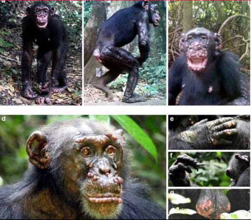 Αφρική: Κρούσματα λέπρας για πρώτη φορά σε άγριους χιμπατζήδες - Δείτε φωτογραφίες