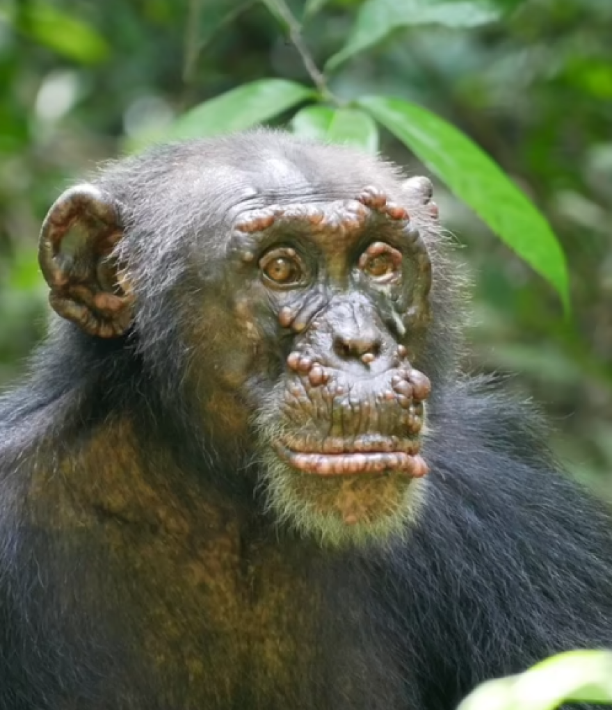 Αφρική: Κρούσματα λέπρας για πρώτη φορά σε άγριους χιμπατζήδες - Δείτε φωτογραφίες