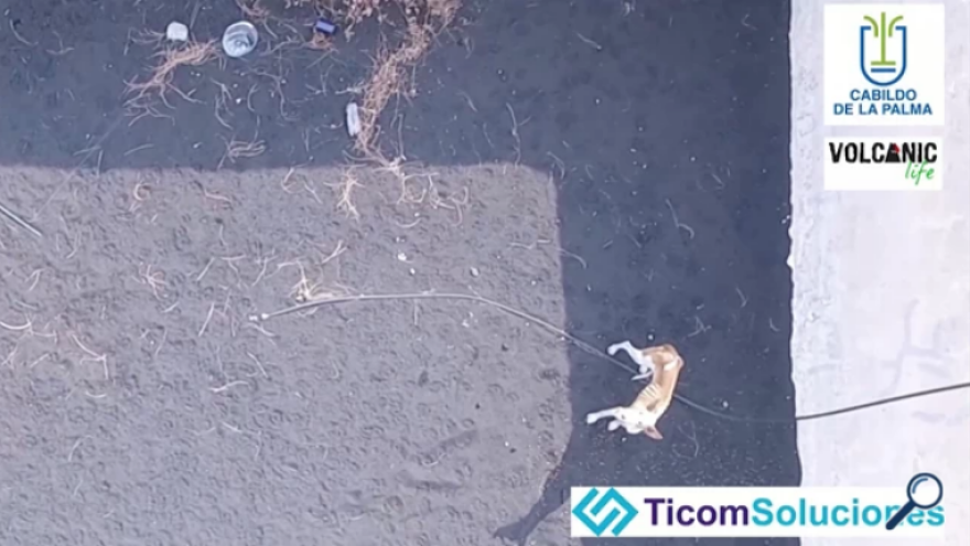 Έκρηξη ηφαιστείου στη Λα Πάλμα: Χειριστής drone επιχειρεί να διασώσει εγκλωβισμένους σκύλους - Δείτε βίντεο