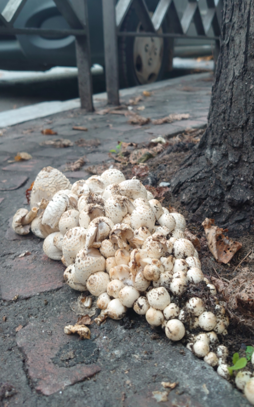 Μανιτάρια παντού στο κέντρο της Θεσσαλονίκης