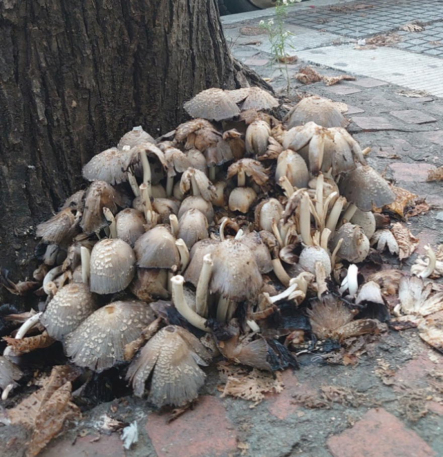 Μανιτάρια παντού στο κέντρο της Θεσσαλονίκης