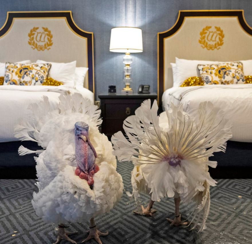 ΗΠΑ: Ο Μπάιντεν έδωσε χάρη στον «Φυστικοβούτυρο» και τον «Ζελέ» ενόψει της Ημέρας των Ευχαριστιών – Δείτε βίντεο