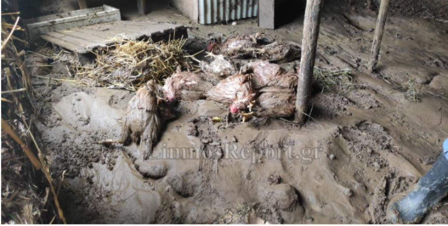 Καιρός - Κακοκαιρία στη Λήμνο: Χείμαρρος πέρασε μέσα από σπίτια, δείτε φωτογραφίες από τις καταστροφές