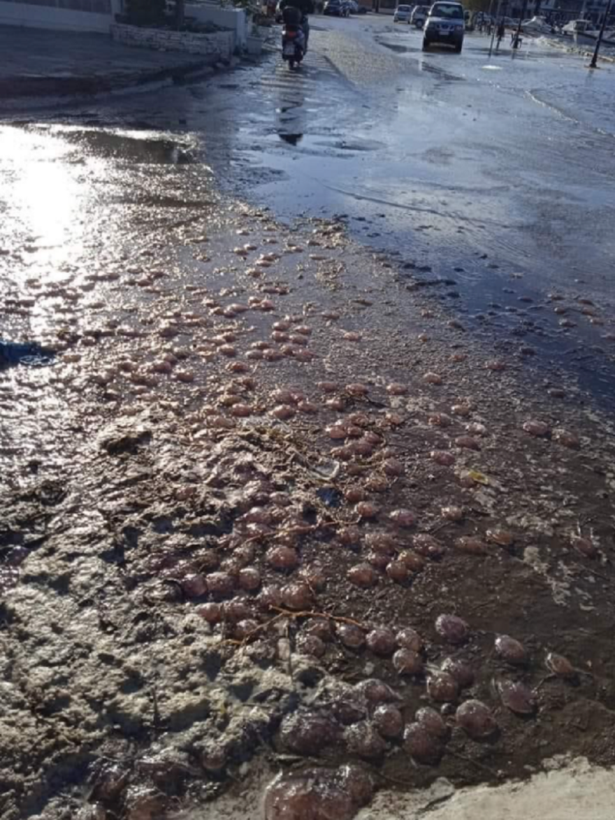 Τσούχτρες στους δρόμους της Άνδρου λόγω των θυελλωδών ανέμων