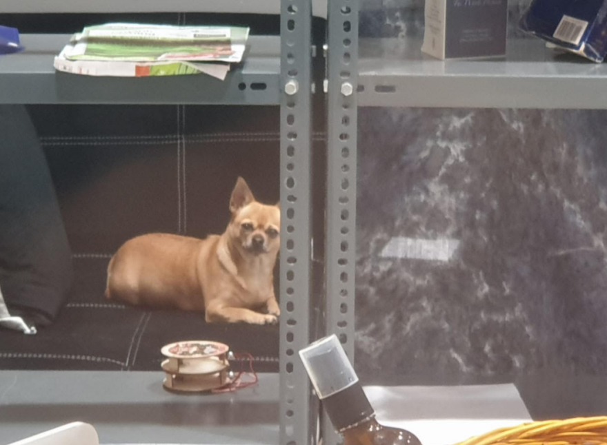 Έφοδος των Αρχών στους «Θεματοφύλακες του Συντάγματος» στην Αράχωβα - Λουκέτο, πρόστιμα και συλλήψεις