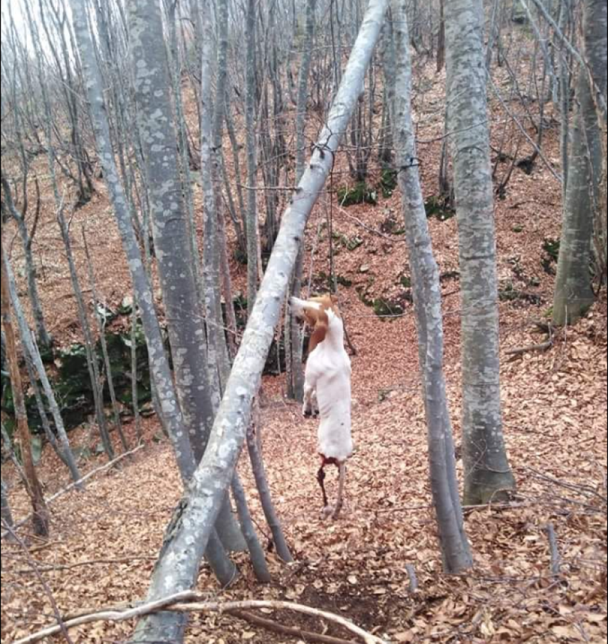 Ανθρώπινη κτηνωδία σε σκύλο στη Μαγνησία: Τον κρέμασαν και βρέθηκε ακρωτηριασμένος, αλλά ζωντανός! - Πολύ σκληρές εικόνες