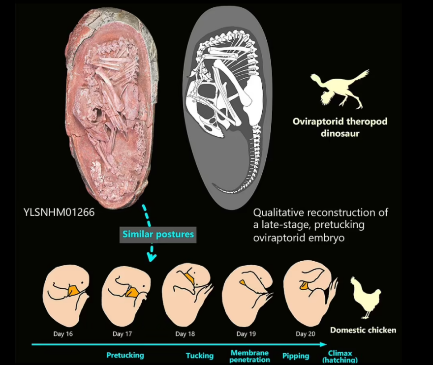 Επιστήμονες ανακάλυψαν τέλεια διατηρημένο έμβρυο δεινοσαύρου που ετοιμαζόταν να εκκολαφθεί σαν πουλί - Δείτε εικόνες