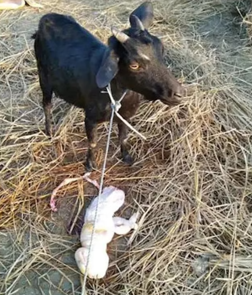 Ινδία: Γεννήθηκε κατσικάκι με... ανθρώπινο πρόσωπο - Δείτε τις φωτογραφίες