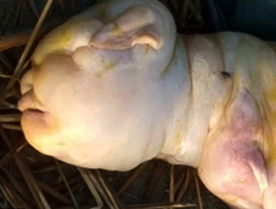 Ινδία: Γεννήθηκε κατσικάκι με... ανθρώπινο πρόσωπο - Δείτε τις φωτογραφίες