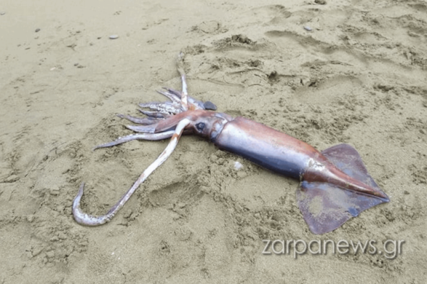 Θράψαλο ενός μέτρου βρέθηκε σε παραλία των Χανίων