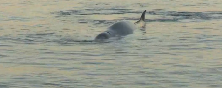 Απίστευτο θέαμα στον Άλιμο: Στα ρηχά μικρή φάλαινα - Είναι τραυματισμένη 