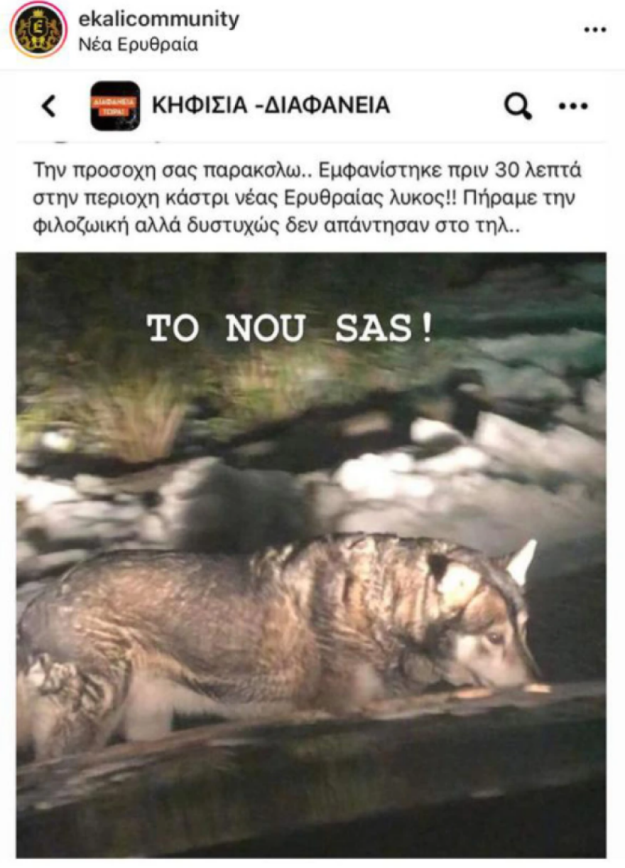 H αλήθεια για τον λύκο που φέρεται να κατασπάραξε σκύλους στον Διόνυσο