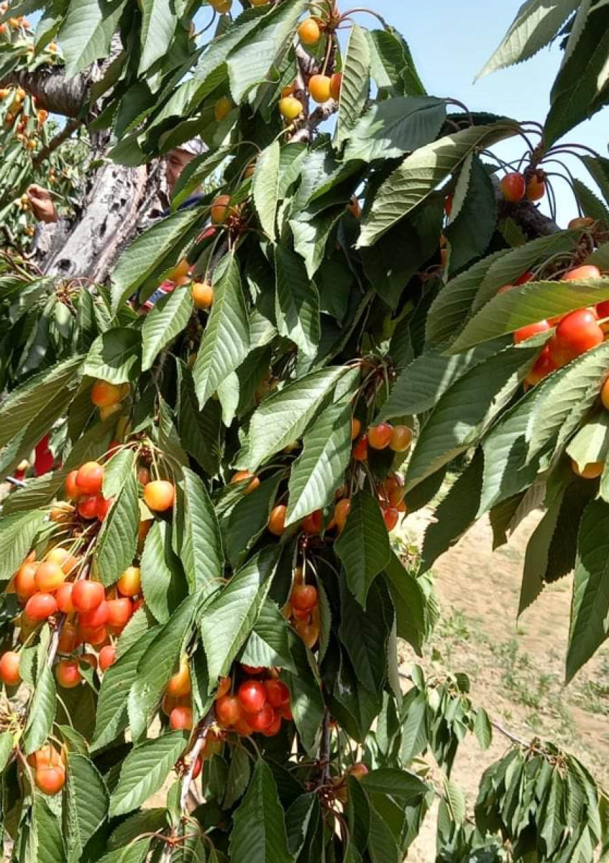 Το γαλανό κεράσι Αρχάγγελου διεκδικεί τον τίτλο του ΠΟΠ