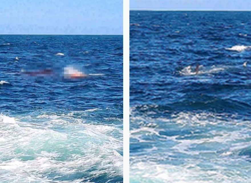 Βρετανός εκπαιδευτής καταδύσεων το θύμα του λευκού καρχαρία που «πάγωσε» την Αυστραλία